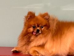 -和它·交个朋友·狗咖猫咖(爱琴海店)