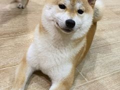 -南京Hallo宠物乐园·哈罗犬舍·柴犬繁育基地