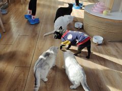 -猫的茶·猫咖