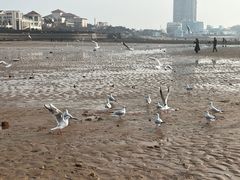 -青岛第一海水浴场