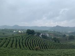 -帐篷客·溪龙茶谷度假酒店