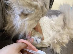 -藏猫猫咖啡主题馆(中央大道店)