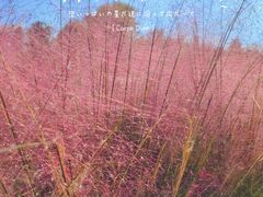 -上海滨江森林公园
