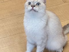 -Let's go狗咖·猫咖·奶狗·桌游(春熙路IFS店)