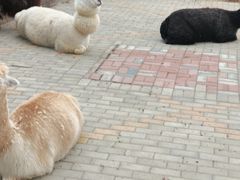 -北戴河集发农业梦想王国