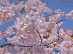 -顾村公园