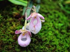 -深圳市中科院仙湖植物园
