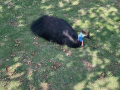 -西霞口神雕山野生动物世界