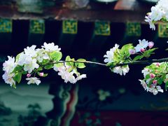 -海棠花溪(元大都城垣遗址公园)