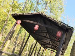 -合肥滨湖国家森林公园