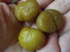 -阿男野栗王(金门路店)