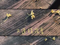 -合肥滨湖国家森林公园