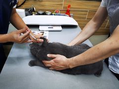 -爱侣宠医·鹦鹉专科·小型哺乳类·异宠专科(灵石路店)