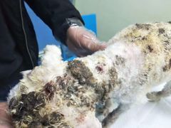 -佳怡动物医院·平价24小时·猫专科骨外科