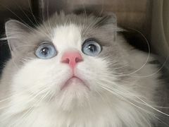 -瑞派·关忠动物医院·猫专科·犬专科(三环新城店)
