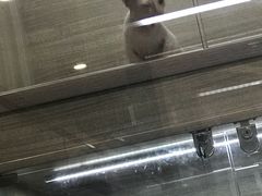 -飞行喵MR PILOT|猫舍·猫咖(静安大融城店)