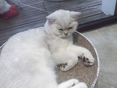 -瞄一喵猫咖(格力海岸店)