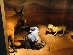 -陕西自然博物馆