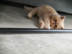 -安安宠医宠物医院·异宠·犬猫内科(岳阳分院)