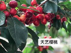 -满记甜品(金唐购物中心店)