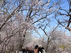 -桃花堤公园