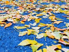 景点-三里屯东五街银杏大道