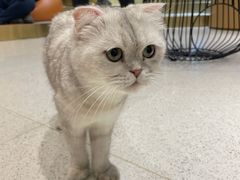 -飞行喵MR PILOT|猫舍·猫咖(静安大融城店)