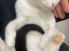 -芭比堂动物医院·犬猫全科·异宠专科(雁塔分院)