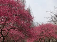 -杭州植物园