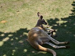 -西霞口神雕山野生动物世界