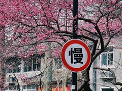 -杭州植物园