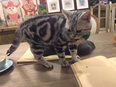 -共舞时光猫咖·狗咖(新街口店)