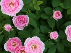 -秦美花卉(天朗·莱茵小城2期店)
