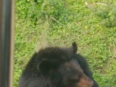 android_upload_pic-西安秦岭野生动物园