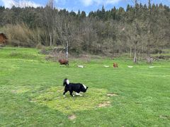 -武陵山森林公园