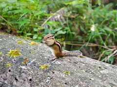 -五营红松林海景区