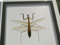 -上海昆虫博物馆