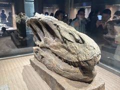 -自贡恐龙博物馆