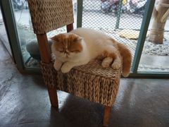 -喵屿·大理花园猫咖