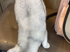 -半岛宠物医院24小时·内窥镜·牙科·碎石中心(府城大道店)