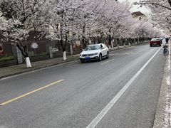 -高东镇樱花园