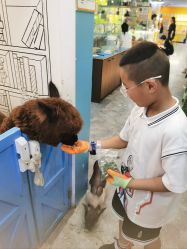 -神奇动物撸宠馆·羊驼·小浣熊·异宠(豫园店)