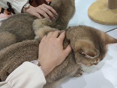-COLOR PETS 撸猫馆·购猫·猫咖(长风大悦城店)