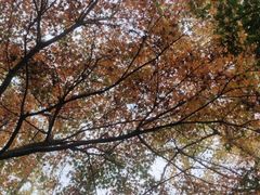 -昆山城市生态森林公园