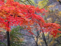 -天女山森林公园