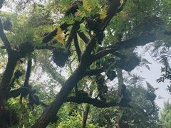 -深圳仙湖植物园