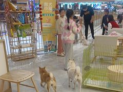 -柴犬小屋·柴餐厅·狗咖食堂(金鼎广场店)