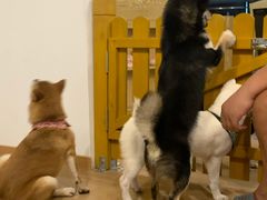 -南京Hallo宠物乐园·哈罗犬舍·柴犬繁育基地