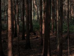 -桤木河湿地公园