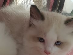 -佳雯宠物医院·皮肤科·内外科(春晓路分院)